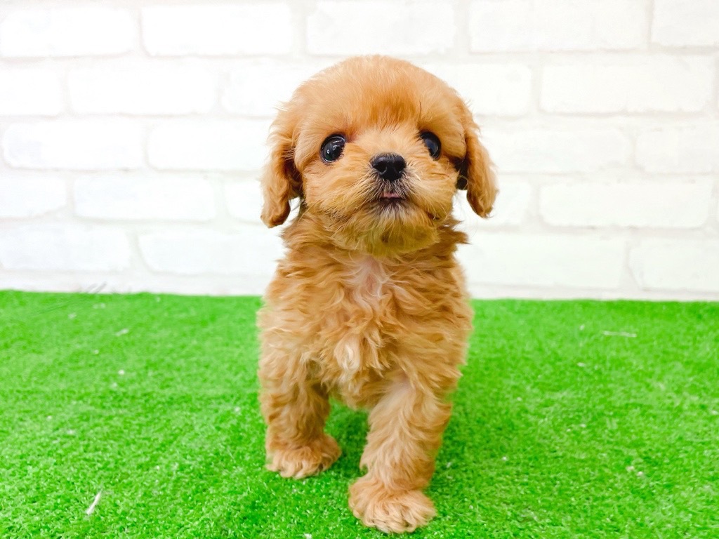 東京都のMIX犬　（父）ペキニーズ、（母）トイプードル (かねだい立川店/2025年6月22日生まれ/男の子/アプリコット)の子犬の3枚目の画像