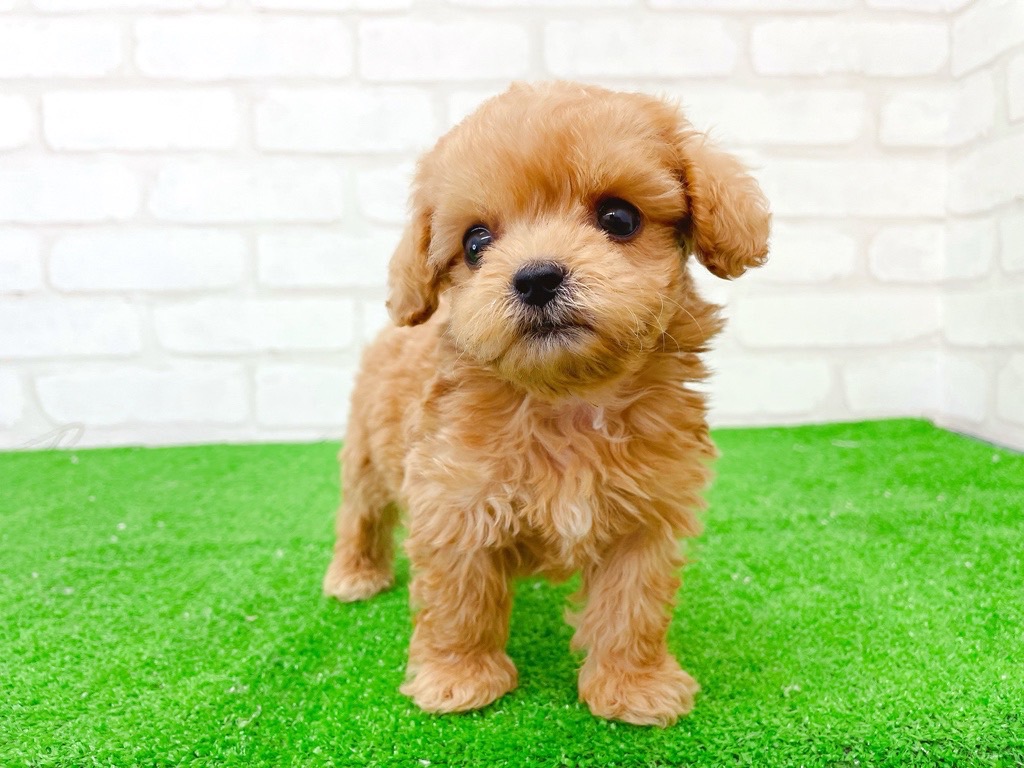 東京都のMIX犬　（父）ペキニーズ、（母）トイプードル (かねだい立川店/2025年6月22日生まれ/男の子/アプリコット)の子犬の4枚目の画像