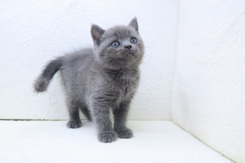 神奈川県のマンチカン (かねだい海老名店/2025年6月10日生まれ/男の子/ブルー)の子猫の1枚目の画像