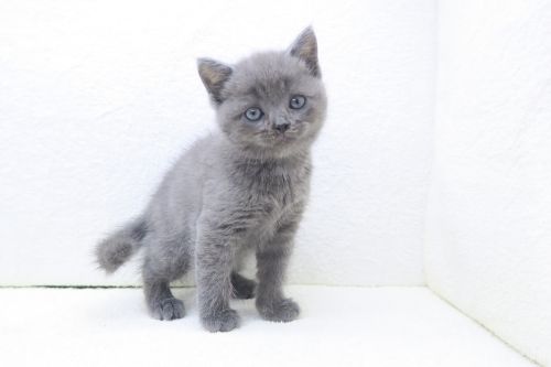 神奈川県のマンチカン (かねだい海老名店/2025年6月10日生まれ/男の子/ブルー)の子猫の2枚目の画像