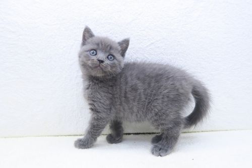 神奈川県のマンチカン (かねだい海老名店/2025年6月10日生まれ/男の子/ブルー)の子猫の3枚目の画像