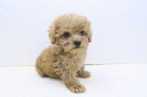 神奈川県のペキプー(ペキニーズ×プードル) (かねだい海老名店/2025年6月20日生まれ/男の子/アプリコット)の子犬の3枚目の画像