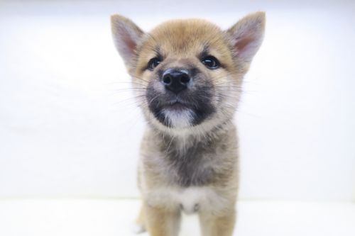 神奈川県の柴犬(標準サイズ) (かねだい海老名店/2025年6月21日生まれ/男の子/赤)の子犬の1枚目の画像