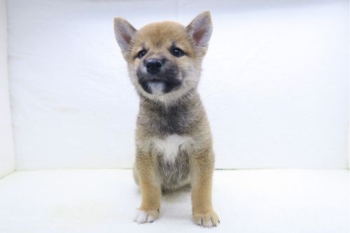 神奈川県の柴犬(標準サイズ) (かねだい海老名店/2025年6月21日生まれ/男の子/赤)の子犬の2枚目の画像