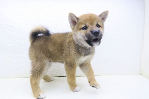 神奈川県の柴犬(標準サイズ) (かねだい海老名店/2025年6月21日生まれ/男の子/赤)の子犬の3枚目の画像