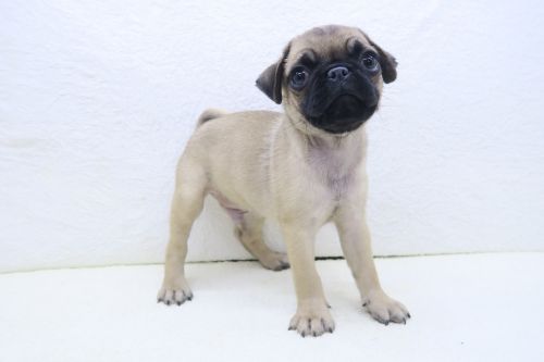 神奈川県のパグ (かねだい海老名店/2025年6月20日生まれ/男の子/フォーン)の子犬の2枚目の画像