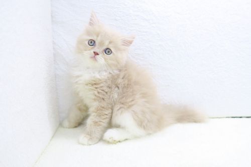 神奈川県のマンチカン (かねだい海老名店/2025年6月22日生まれ/男の子/クリームホワイト)の子猫の1枚目の画像