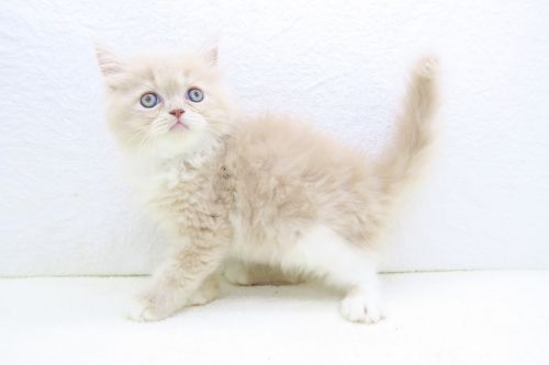神奈川県のマンチカン (かねだい海老名店/2025年6月22日生まれ/男の子/クリームホワイト)の子猫の2枚目の画像
