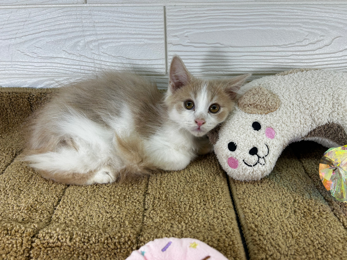 千葉県のノルウェージャンフォレストキャット (かねだいペットトライアル勝浦/2025年6月1日生まれ/男の子/クリームホワイト)の子猫の1枚目の画像