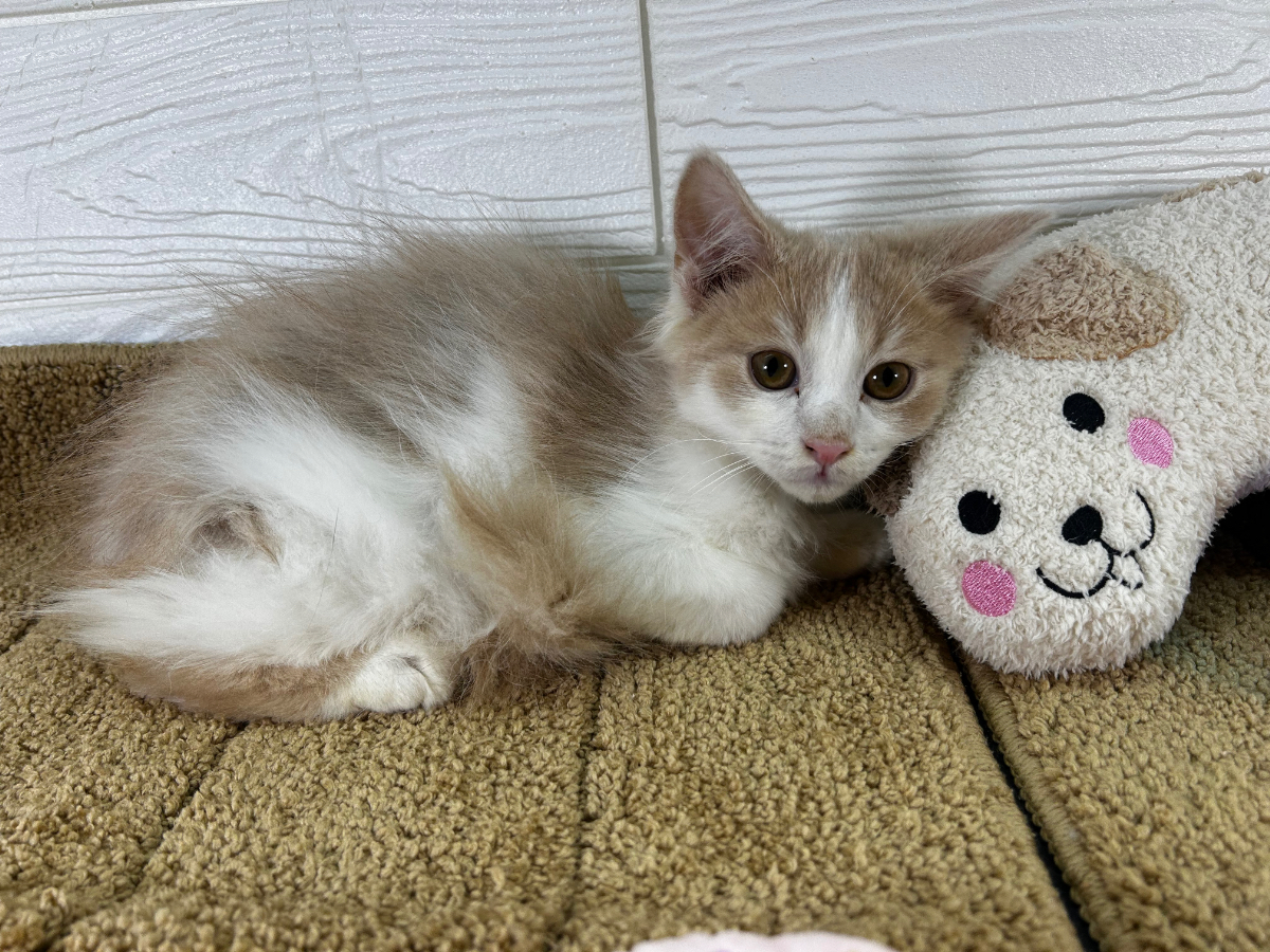 千葉県のノルウェージャンフォレストキャット (かねだいペットトライアル勝浦/2025年6月1日生まれ/男の子/クリームホワイト)の子猫の3枚目の画像