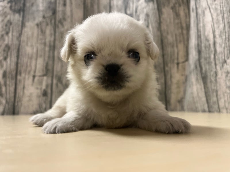 埼玉県のペキニーズ (かねだいアクアパーク店/2025年6月22日生まれ/女の子/ホワイト)の子犬