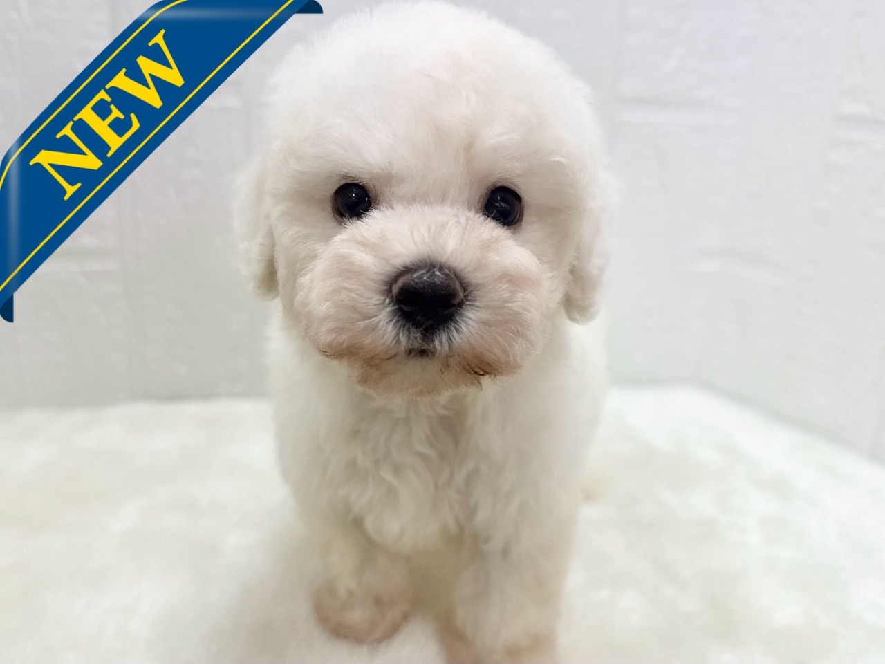 東京都のビションフリーゼ (かねだい青梅店/2025年6月8日生まれ/女の子/ホワイト)の子犬の1枚目の画像