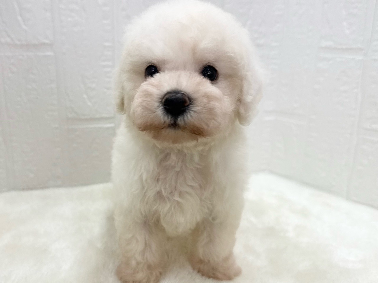 東京都のビションフリーゼ (かねだい青梅店/2025年6月8日生まれ/女の子/ホワイト)の子犬の3枚目の画像