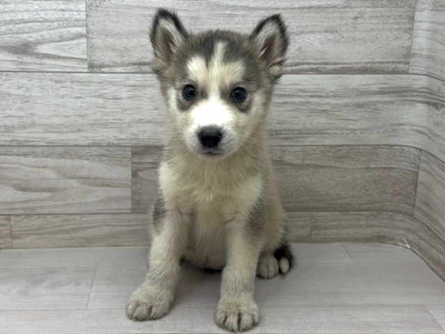 埼玉県のハーフ犬・ミックス犬 (かねだい桶川店/2025年6月24日生まれ/女の子/その他色)の子犬の2枚目の画像
