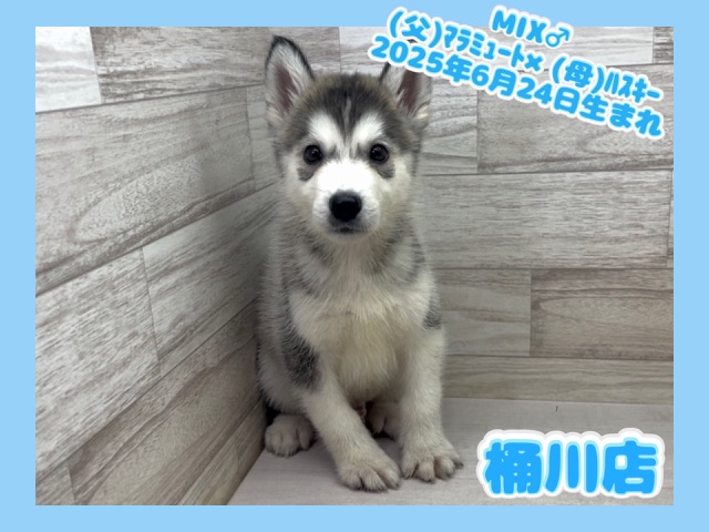 埼玉県のハーフ犬・ミックス犬 (かねだい桶川店/2025年6月24日生まれ/男の子/その他色)の子犬の1枚目の画像