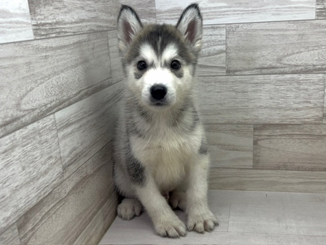 埼玉県のハーフ犬・ミックス犬 (かねだい桶川店/2025年6月24日生まれ/男の子/その他色)の子犬の2枚目の画像