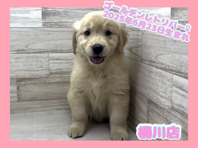 埼玉県のゴールデンレトリバー (かねだい桶川店/2025年6月23日生まれ/女の子/ゴールデン)の子犬の1枚目の画像