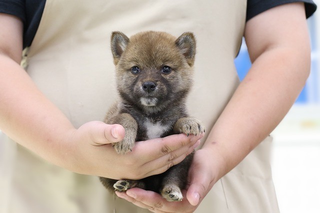 埼玉県の柴犬(標準サイズ) (かねだい草加店/2025年6月22日生まれ/男の子/赤)の子犬の1枚目の画像
