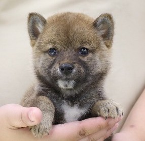 埼玉県の柴犬(標準サイズ) (かねだい草加店/2025年6月22日生まれ/男の子/赤)の子犬の2枚目の画像
