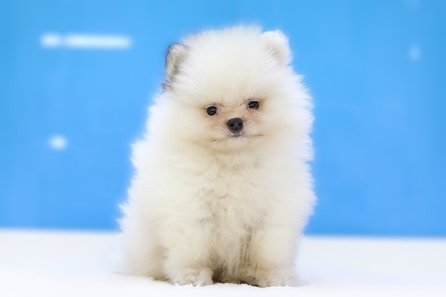 埼玉県のポメラニアン (かねだい草加店/2025年6月15日生まれ/男の子/パーティーカラー)の子犬の1枚目の画像