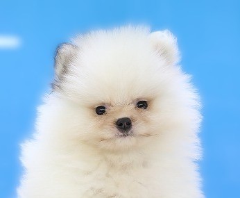 埼玉県のポメラニアン (かねだい草加店/2025年6月15日生まれ/男の子/パーティーカラー)の子犬の2枚目の画像