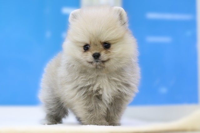 埼玉県のポメラニアン (かねだい草加店/2025年6月15日生まれ/男の子/パーティーカラー)の子犬の1枚目の画像