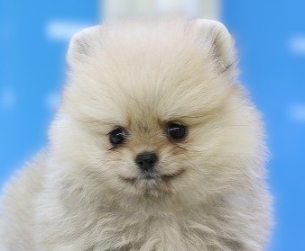 埼玉県のポメラニアン (かねだい草加店/2025年6月15日生まれ/男の子/パーティーカラー)の子犬の2枚目の画像