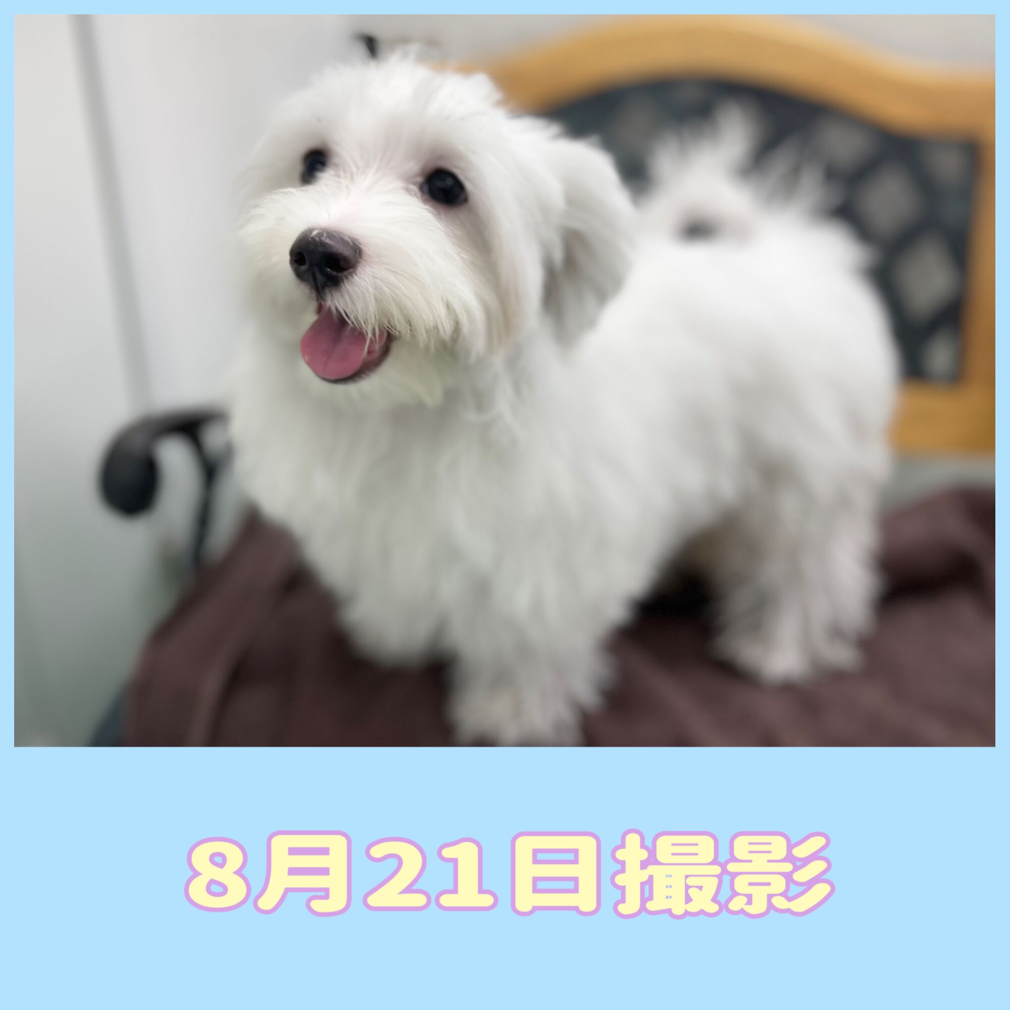 埼玉県のマルチーズ (かねだい桶川店/2025年3月24日生まれ/男の子/ホワイト)の子犬の3枚目の画像