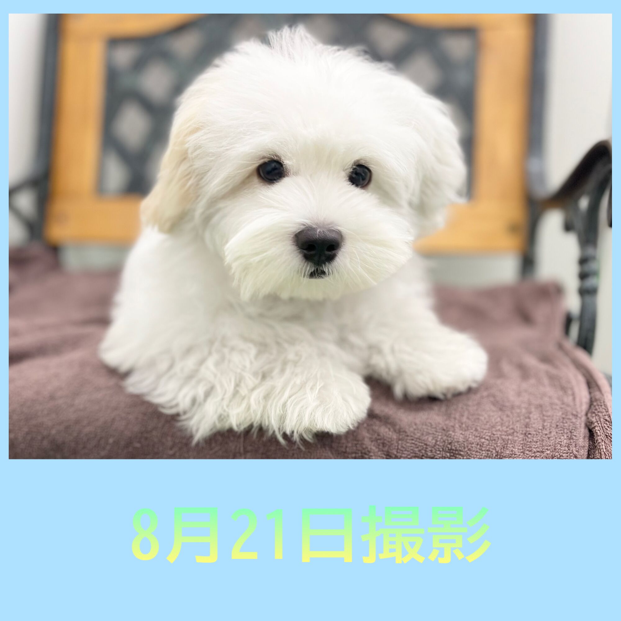 埼玉県のハーフ犬・ミックス犬 (かねだい桶川店/2025年4月5日生まれ/男の子/その他色)の子犬の3枚目の画像