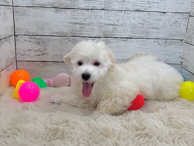 新潟県のハーフ犬・ミックス犬 (かねだいペットトライアル魚沼/2025年4月24日生まれ/女の子/アプリコット)の子犬の2枚目の画像