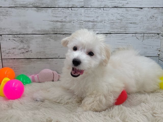 新潟県のハーフ犬・ミックス犬 (かねだいペットトライアル魚沼/2025年4月24日生まれ/女の子/アプリコット)の子犬の3枚目の画像