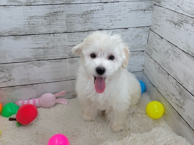 新潟県のハーフ犬・ミックス犬 (かねだいペットトライアル魚沼/2025年4月24日生まれ/女の子/アプリコット)の子犬の4枚目の画像
