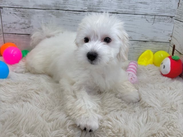 新潟県のハーフ犬・ミックス犬 (かねだいペットトライアル魚沼/2025年4月24日生まれ/女の子/アプリコット)の子犬の1枚目の画像