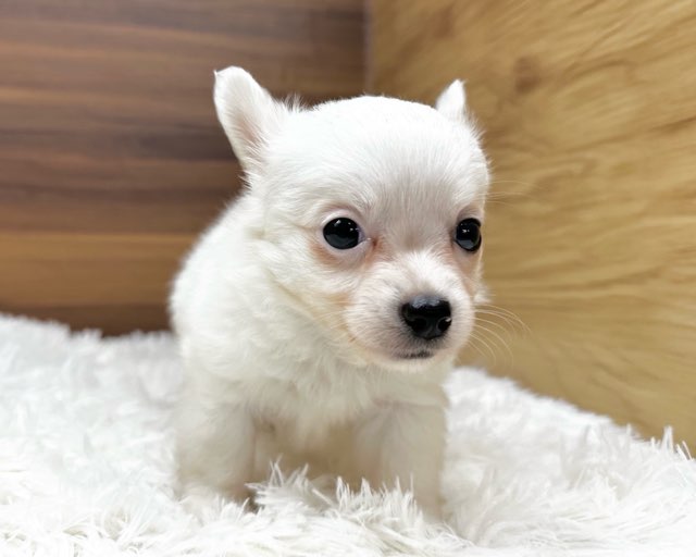 群馬県のチワワ(ロング) (かねだいペットトライアル桐生/2025年6月23日生まれ/男の子/ホワイトクリーム)の子犬の2枚目の画像