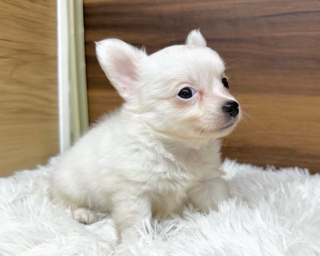 群馬県のチワワ(ロング) (かねだいペットトライアル桐生/2025年6月23日生まれ/男の子/ホワイトクリーム)の子犬の4枚目の画像