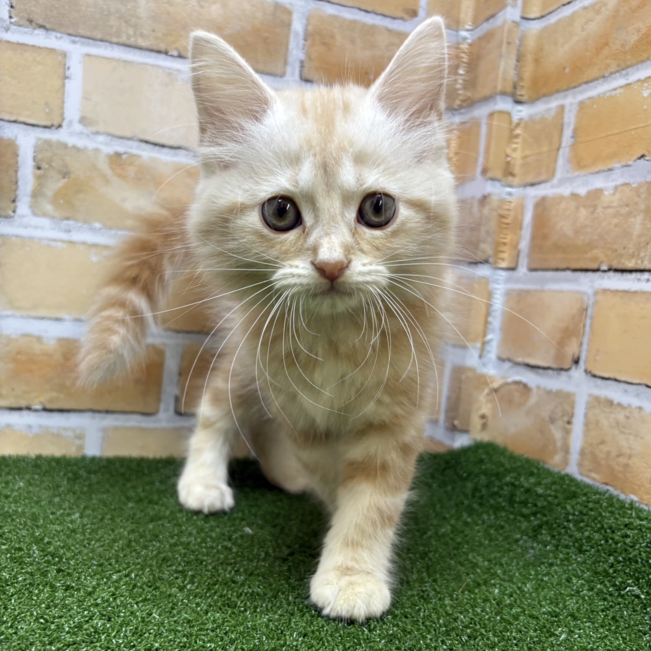 神奈川県のマンチカン (かねだい横浜店/2025年6月21日生まれ/男の子/レッドタビー)の子猫の1枚目の画像