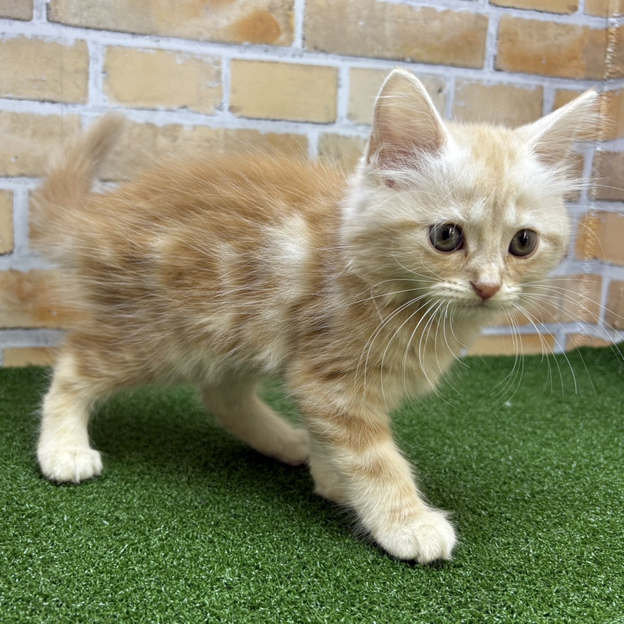 神奈川県のマンチカン (かねだい横浜店/2025年6月21日生まれ/男の子/レッドタビー)の子猫の2枚目の画像
