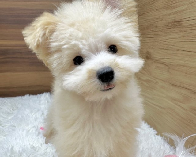 群馬県のハーフ犬・ミックス犬 (かねだいペットトライアル桐生/2025年5月4日生まれ/女の子/クリーム)の子犬の1枚目の画像