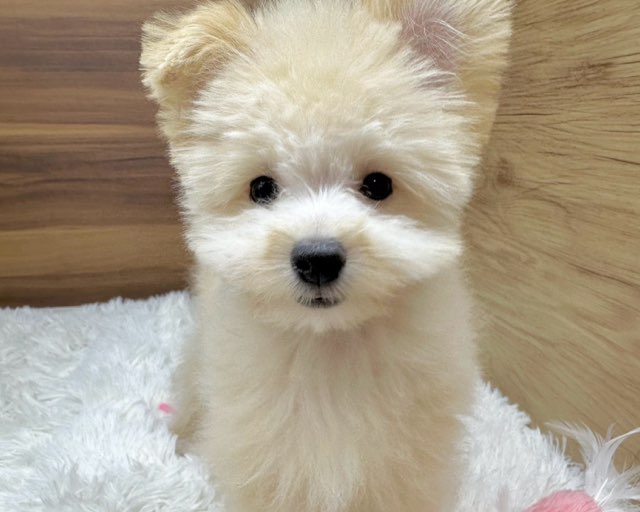群馬県のハーフ犬・ミックス犬 (かねだいペットトライアル桐生/2025年5月4日生まれ/女の子/クリーム)の子犬の2枚目の画像
