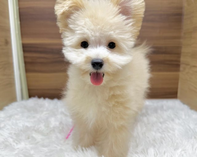 群馬県のハーフ犬・ミックス犬 (かねだいペットトライアル桐生/2025年5月4日生まれ/女の子/クリーム)の子犬の3枚目の画像