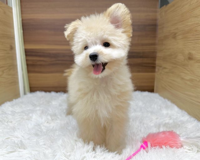 群馬県のハーフ犬・ミックス犬 (かねだいペットトライアル桐生/2025年5月4日生まれ/女の子/クリーム)の子犬の4枚目の画像