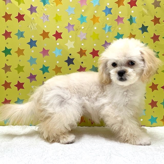 東京都のハーフ犬・ミックス犬 (かねだい足立店/2025年5月3日生まれ/女の子/クリーム)の子犬の2枚目の画像