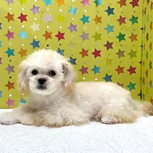 東京都のハーフ犬・ミックス犬 (かねだい足立店/2025年5月3日生まれ/女の子/クリーム)の子犬の3枚目の画像