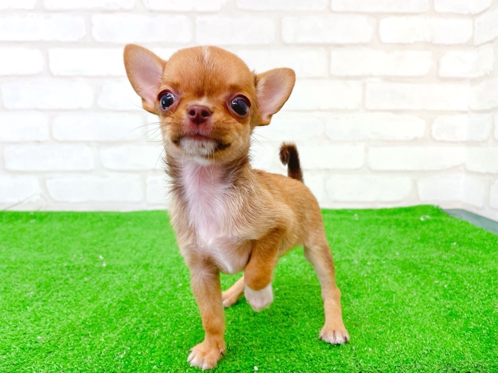 東京都のチワワ(スムース) (かねだい立川店/2025年6月6日生まれ/男の子/レッドホワイト)の子犬の1枚目の画像