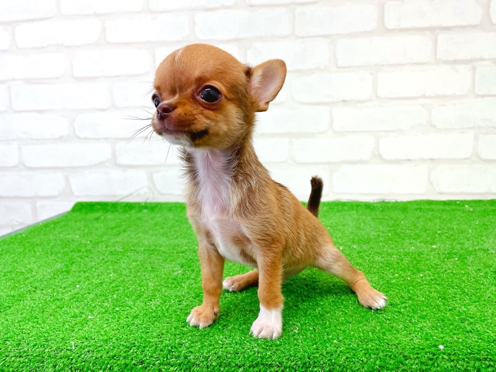 東京都のチワワ(スムース) (かねだい立川店/2025年6月6日生まれ/男の子/レッドホワイト)の子犬の2枚目の画像