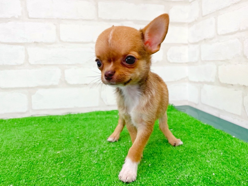 東京都のチワワ(スムース) (かねだい立川店/2025年6月6日生まれ/男の子/レッドホワイト)の子犬の3枚目の画像