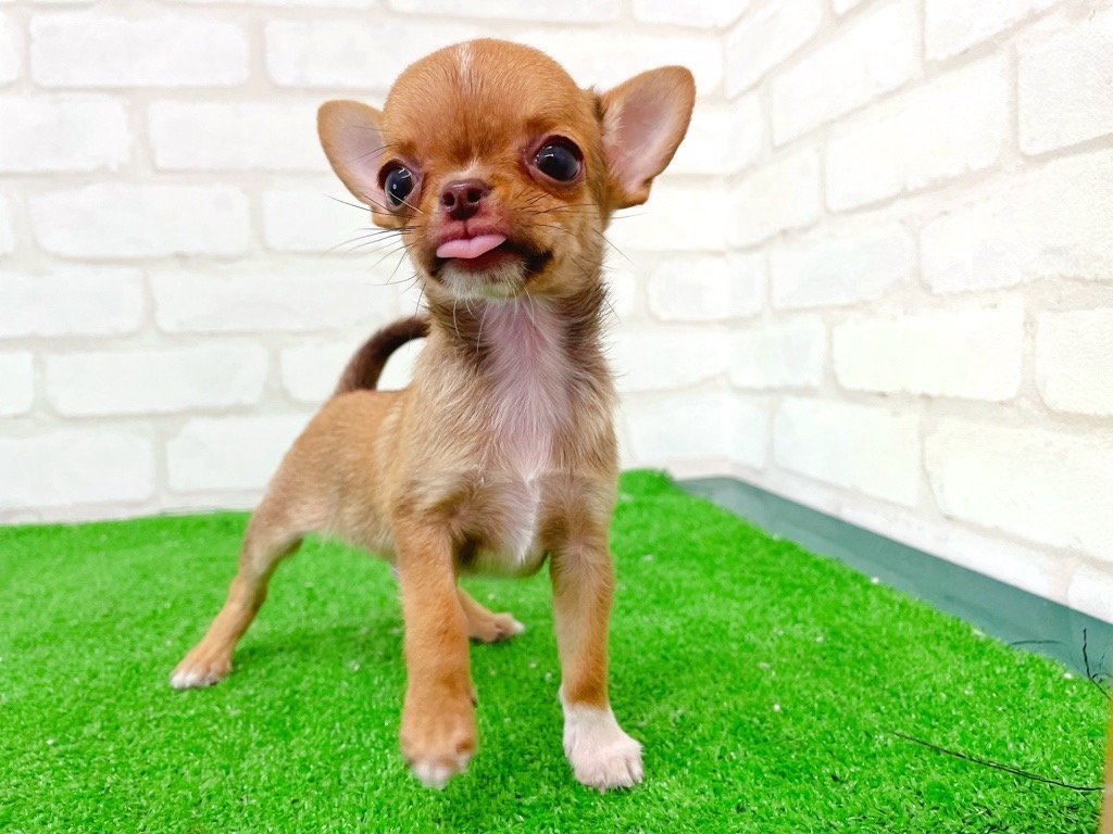 東京都のチワワ(スムース) (かねだい立川店/2025年6月6日生まれ/男の子/レッドホワイト)の子犬の4枚目の画像