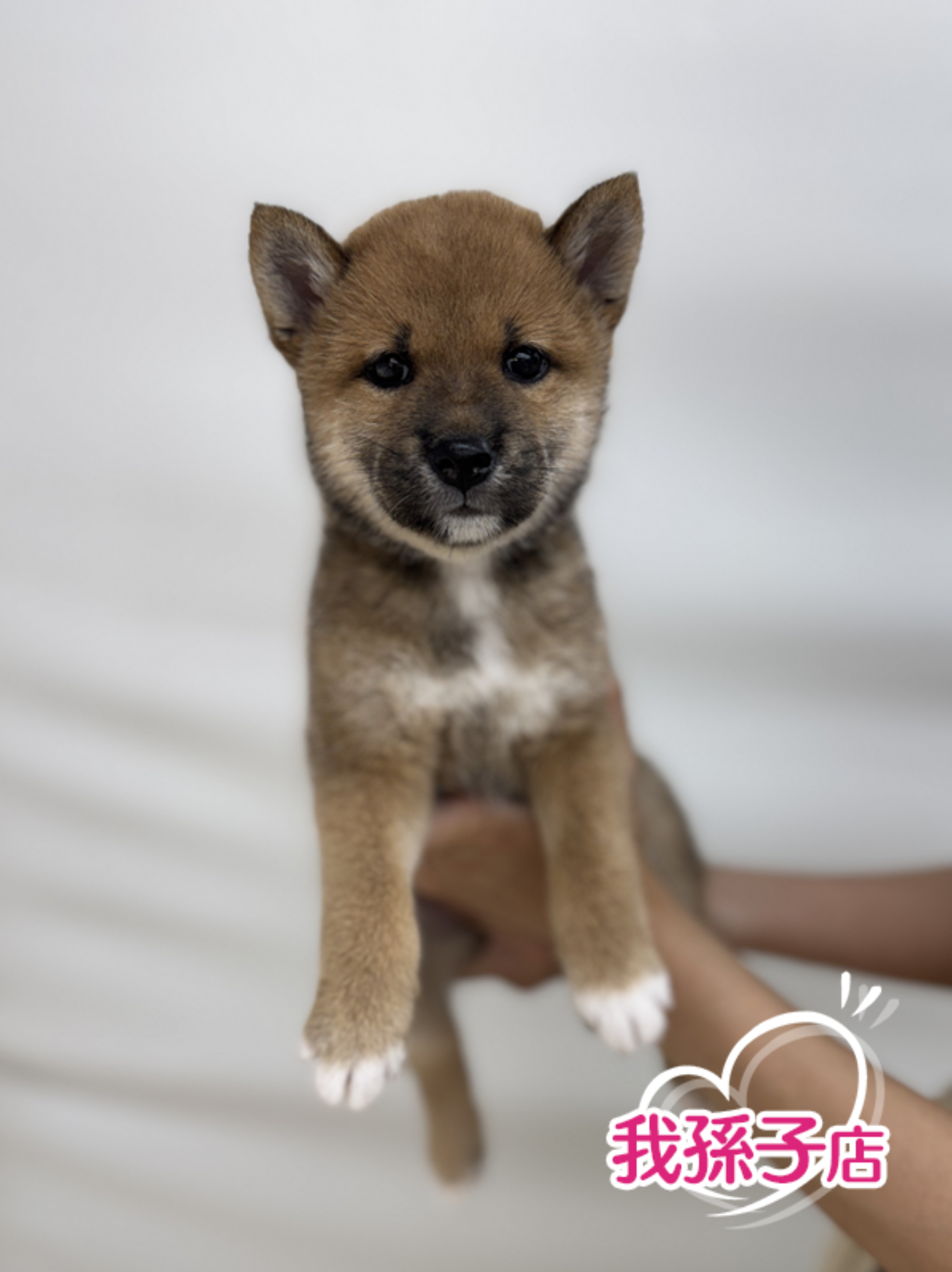 千葉県の柴犬(標準サイズ) (かねだい我孫子店/2025年6月14日生まれ/女の子/赤)の子犬