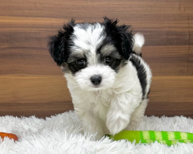 群馬県のハーフ犬・ミックス犬 (かねだいペットトライアル桐生/2025年6月10日生まれ/女の子/ホワイトブラックタン)の子犬の1枚目の画像