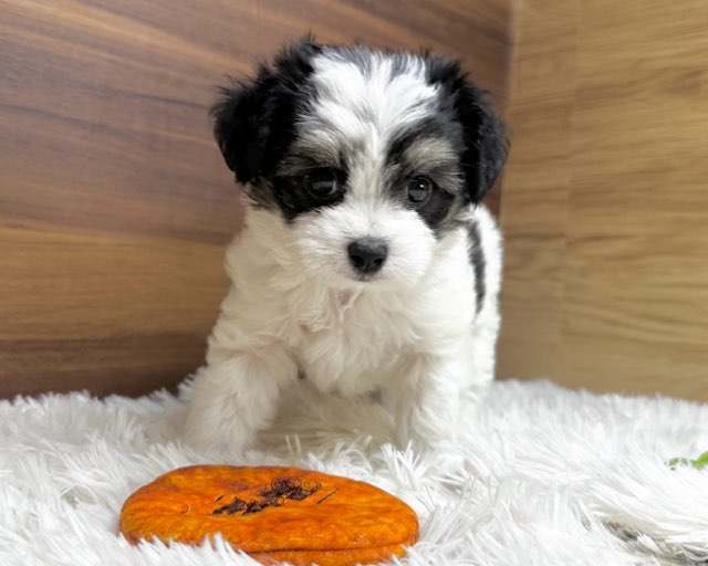 群馬県のハーフ犬・ミックス犬 (かねだいペットトライアル桐生/2025年6月10日生まれ/女の子/ホワイトブラックタン)の子犬の2枚目の画像